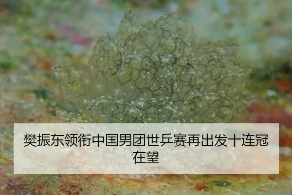 樊振东领衔中国男团世乒赛再出发十连冠在望